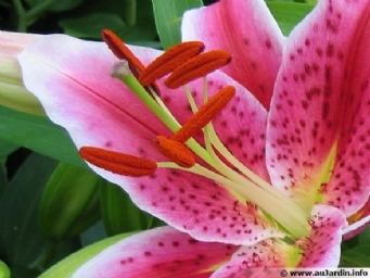 lilium-fleur-600x450.jpg lilium-fleur-600x450.jpg